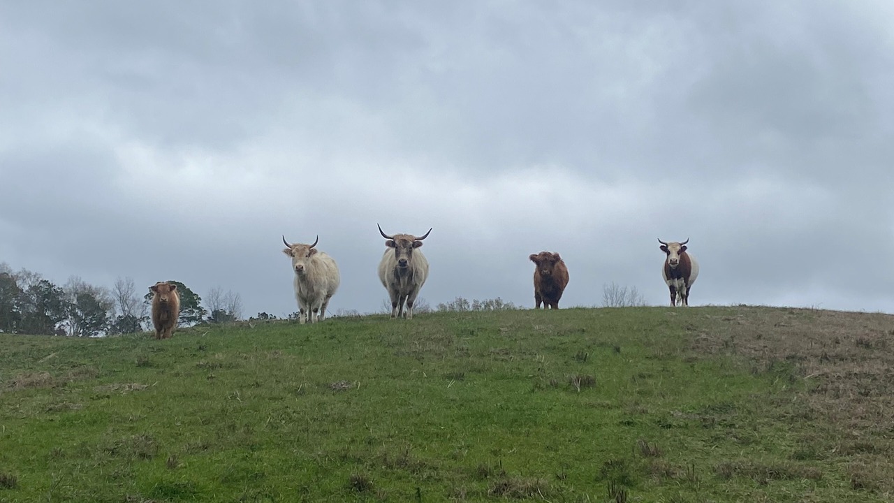 Photo of Others in Ruth