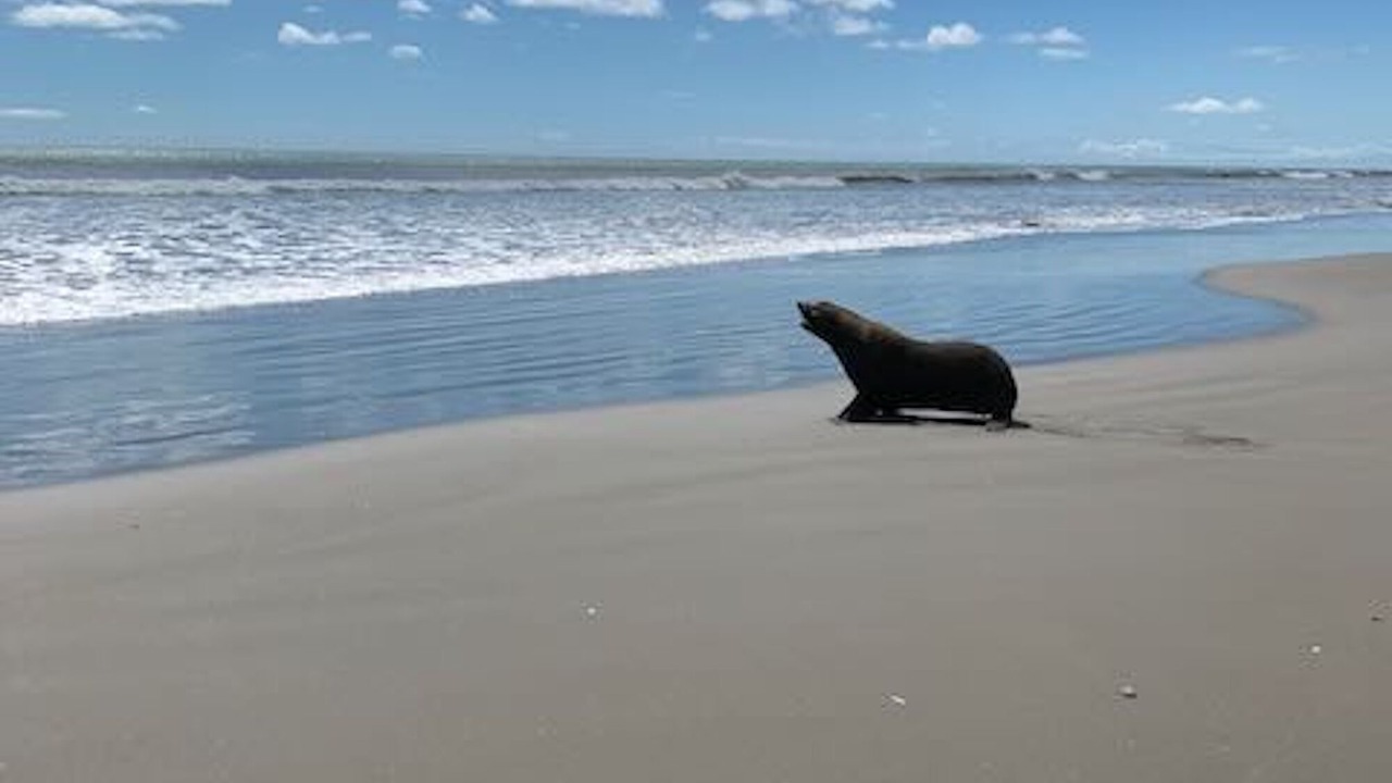 Photo of Others in Peka Peka