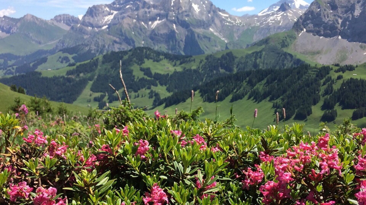 Photo of Others in Adelboden