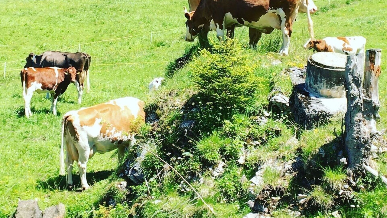Photo of Others in Adelboden