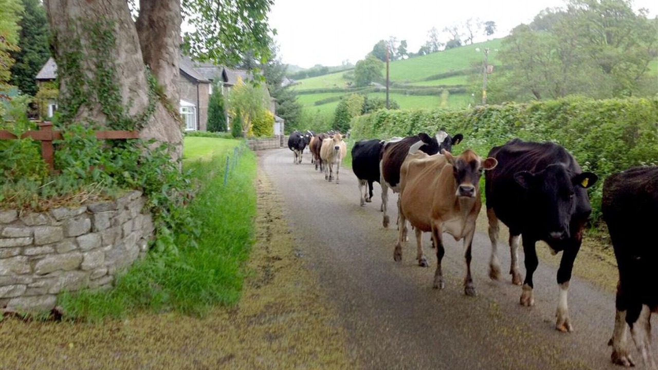 Photo of Others in Llanrwst