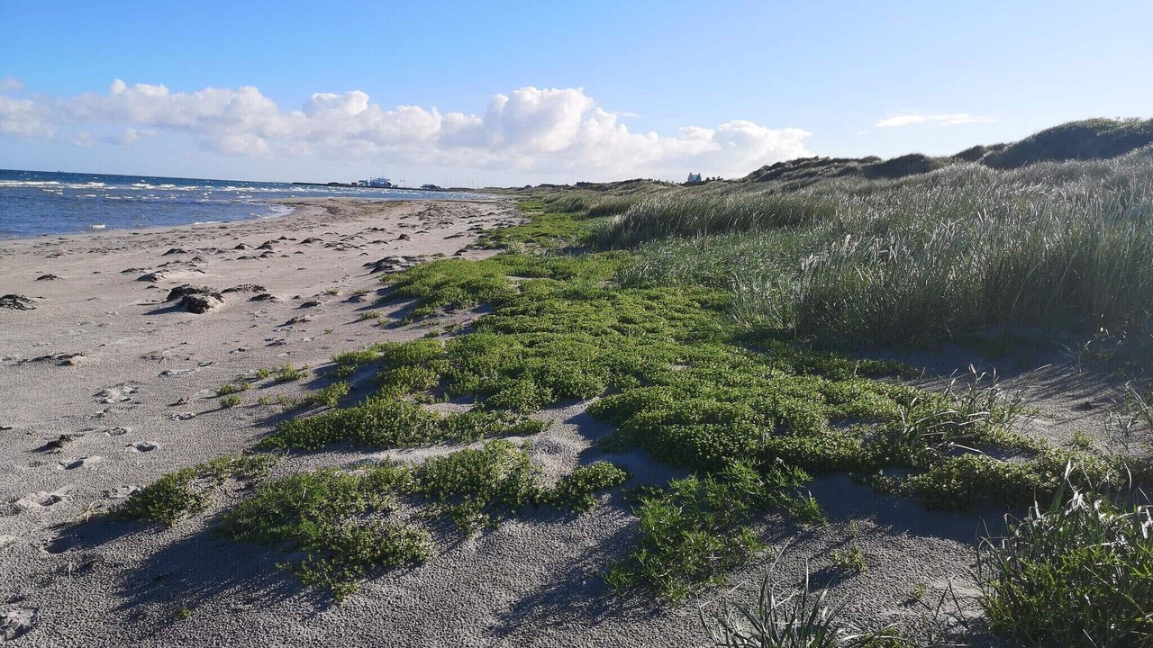Photo of Others in Læsø