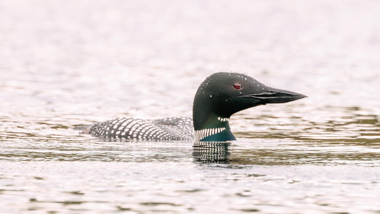 Photo of Others in Brownville