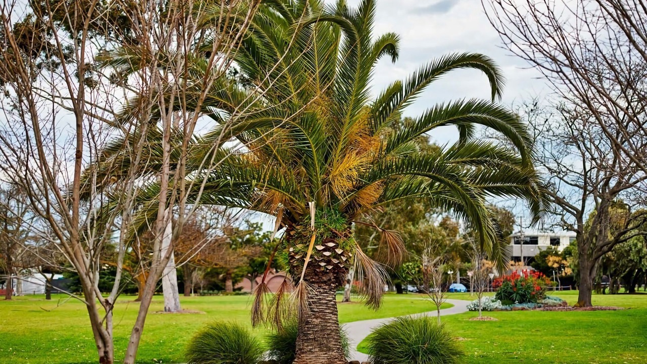 Photo of Others in Moonee Ponds
