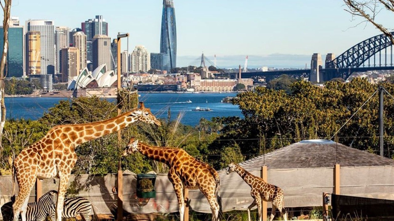 Photo of Others in Mosman