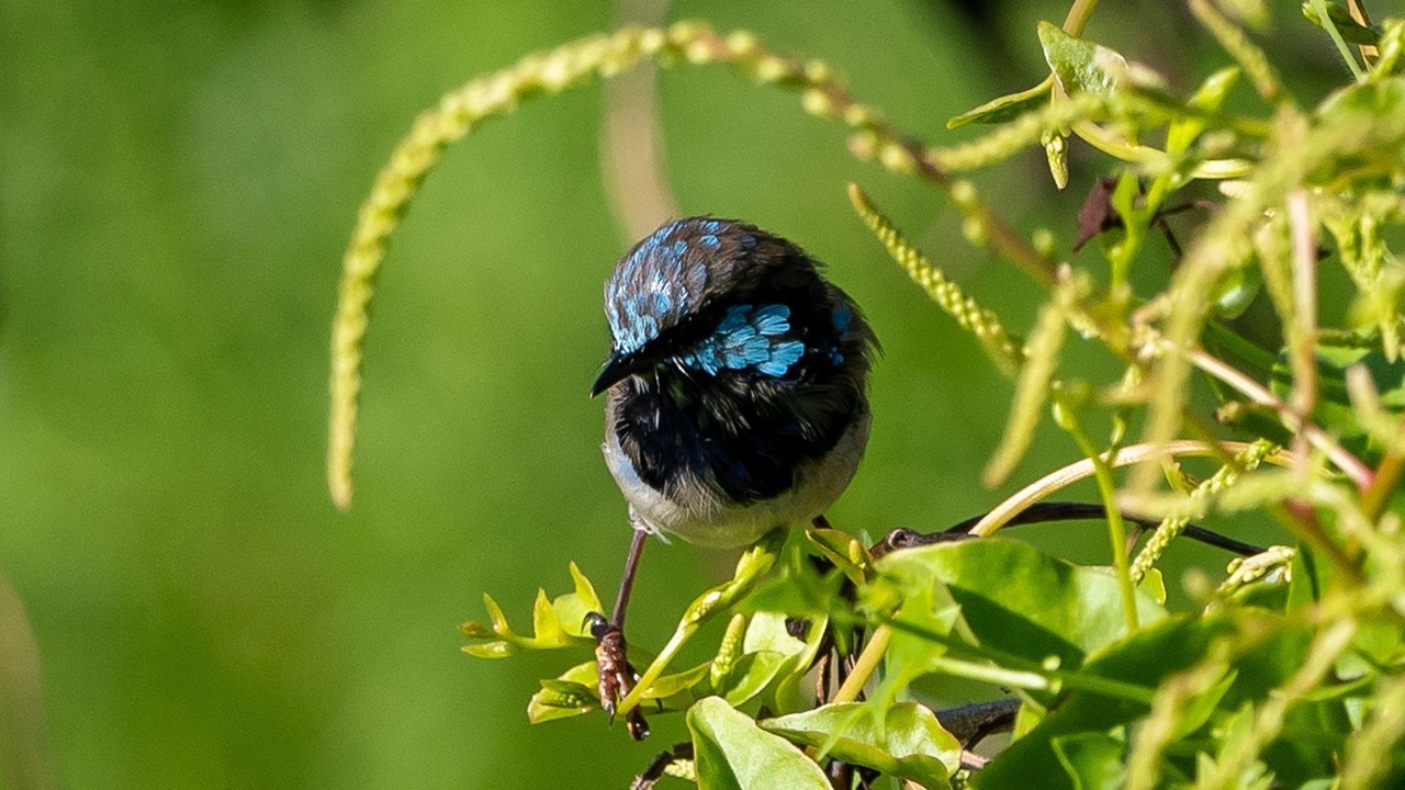 Photo of Others in Bombo