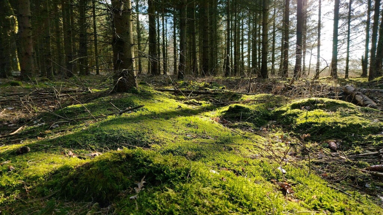 Photo of Others in Skygge