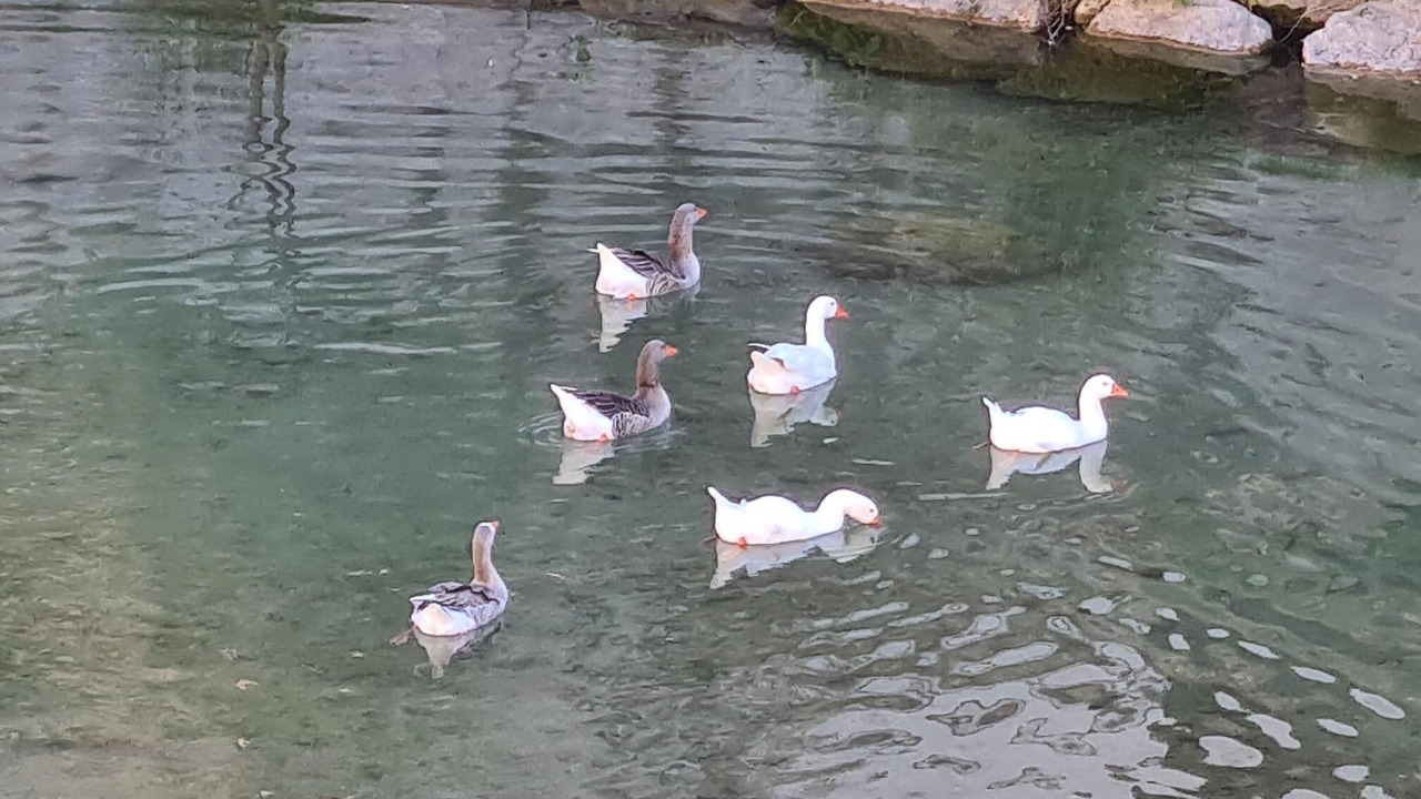 Photo of Others in Bolbaite