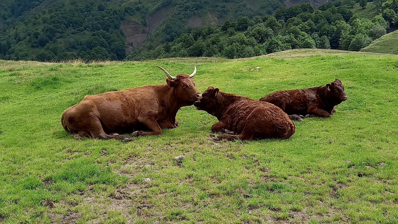 Photo of Others in Sainte-Eulalie