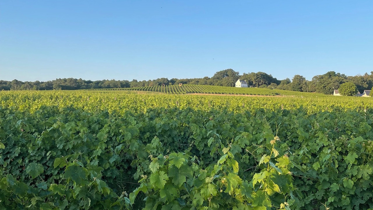 Photo of Others in Ingrandes-de-Touraine
