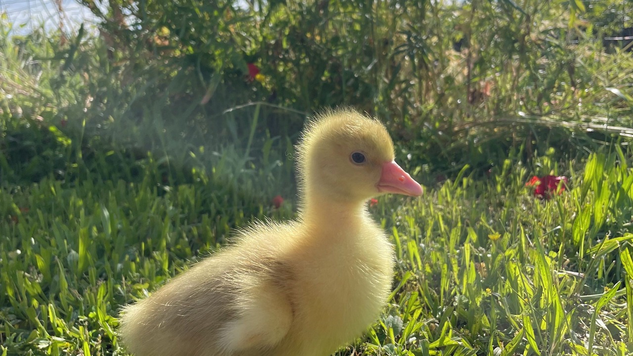 Photo of Others in Ingrandes-de-Touraine