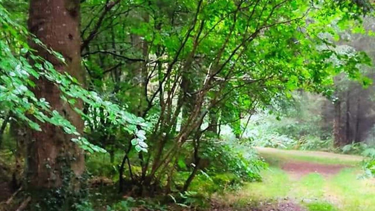 Photo of Others in Ploumagoar