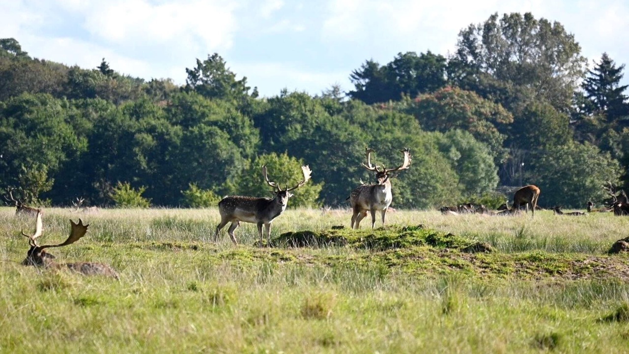 Photo of Others in Middelfart