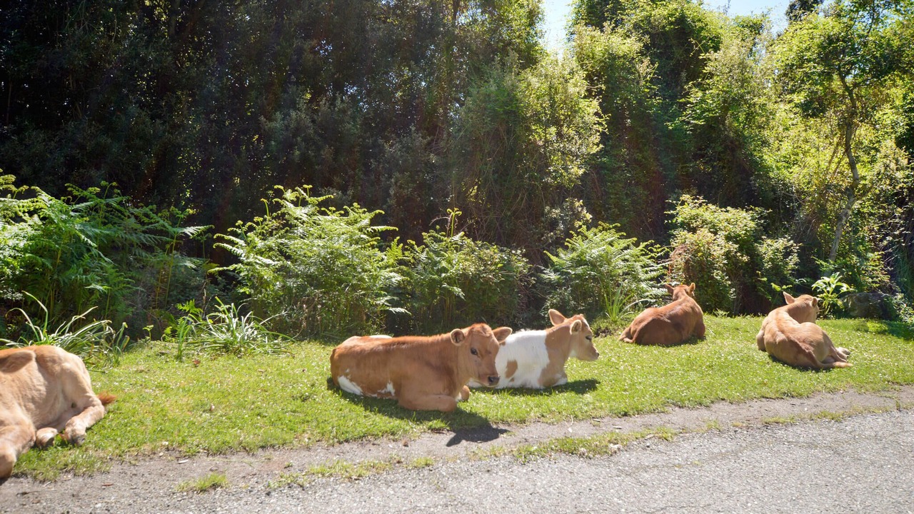 Photo of Others in Ciamannacce