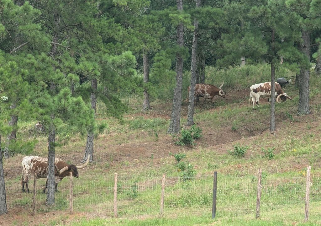 Photo of Others in Anderson County
