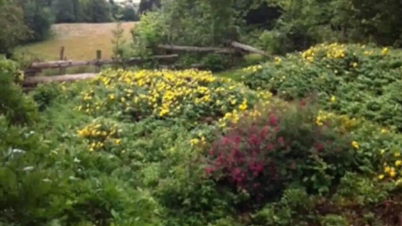 Photo of Others in Bagneres-de-Bigorre