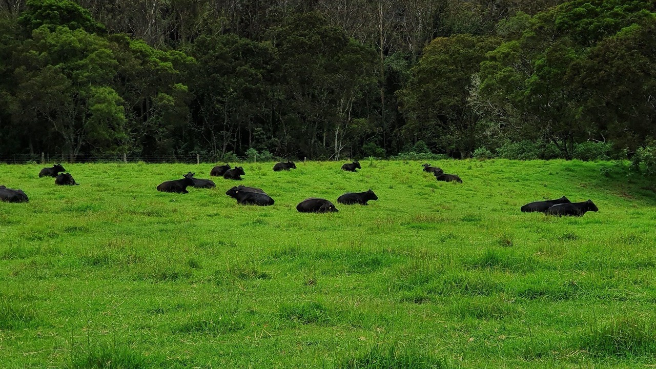 Photo of Others in Billys Creek