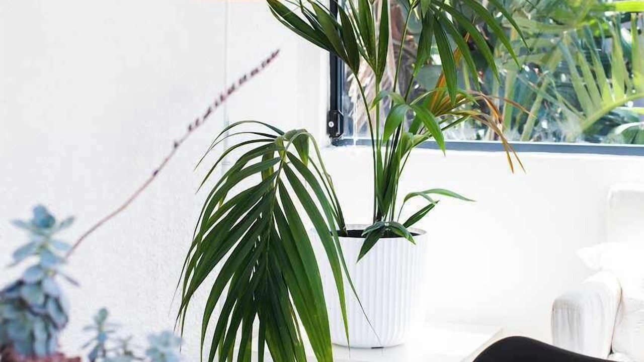 Photo of Others in Mona Vale