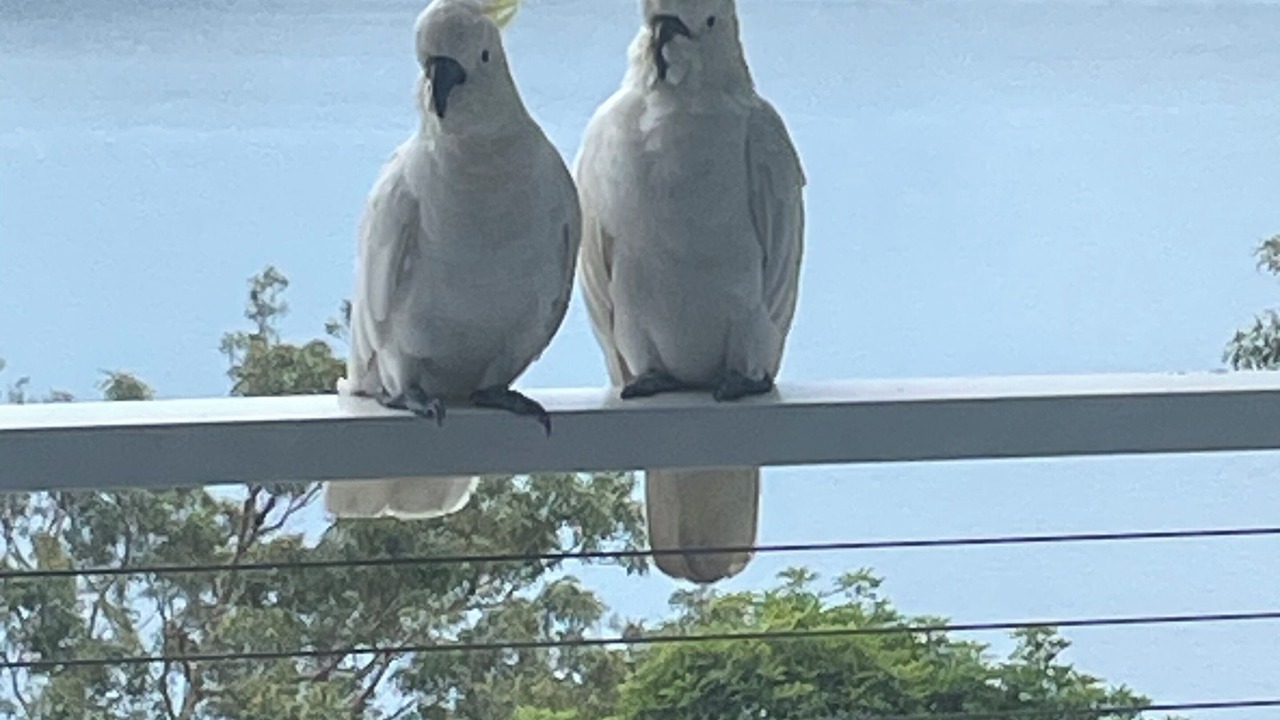 Photo of Others in Avalon Beach
