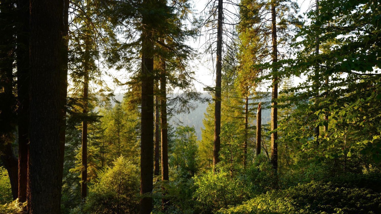 Photo of Others in Nevada City
