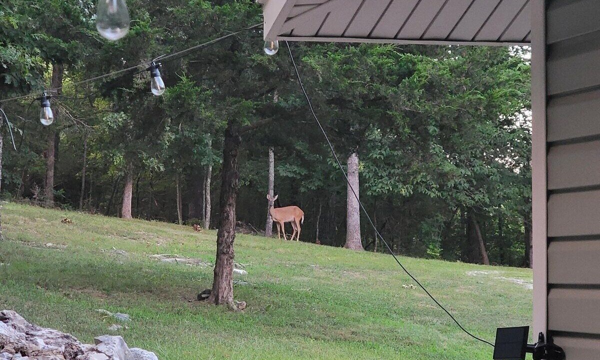 Photo of Outdoor in Cherokee Village