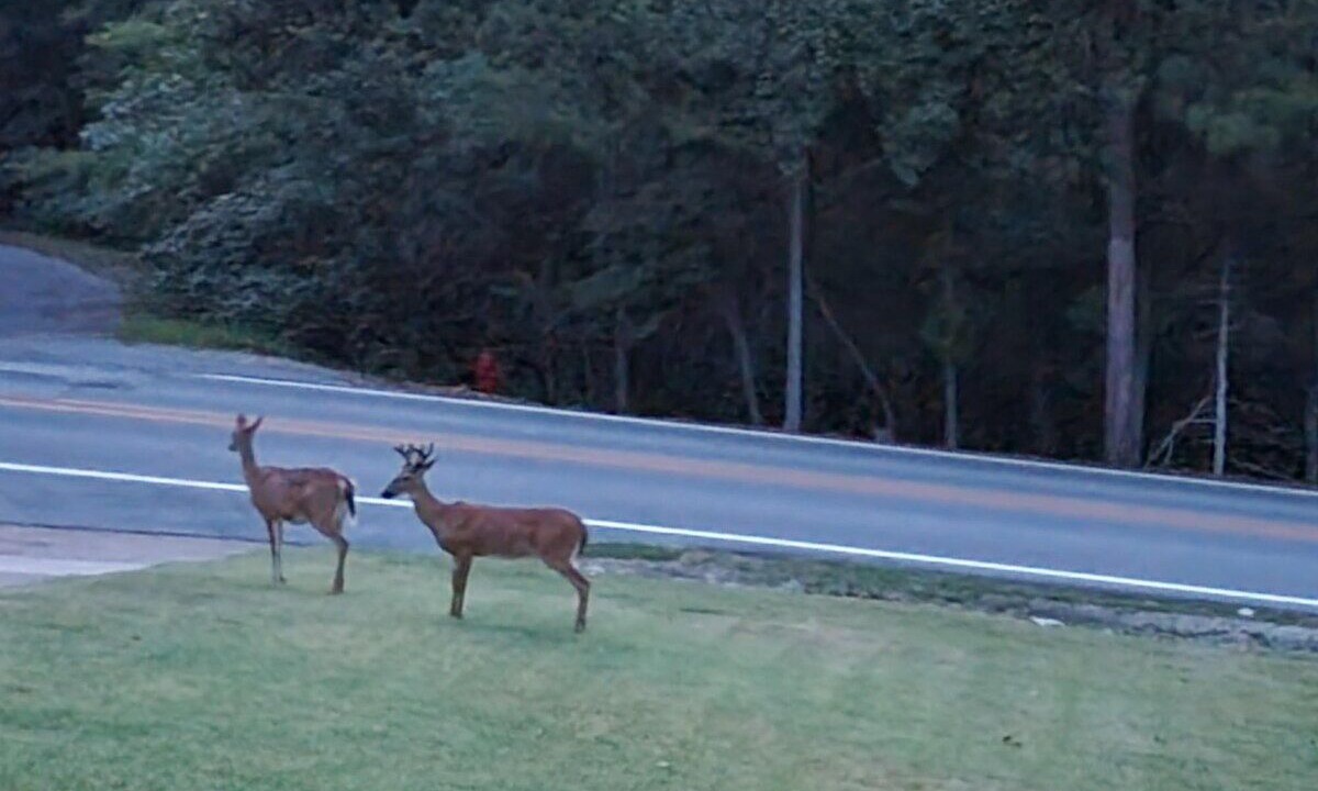 Photo of Others in Cherokee Village