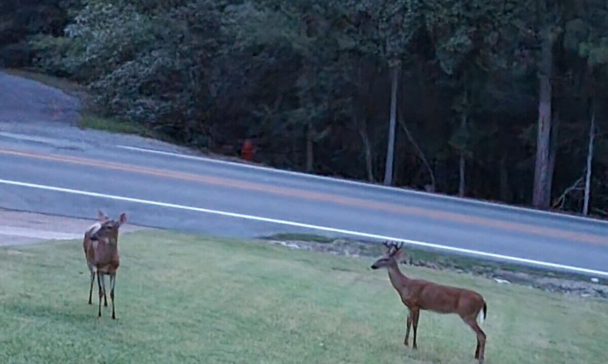 Photo of Others in Cherokee Village