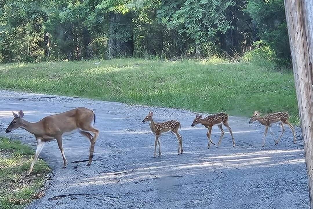 Photo of Others in Cherokee Village