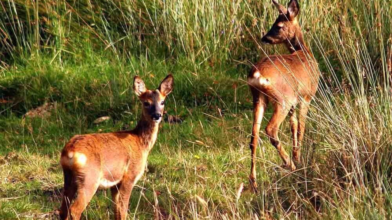 Photo of Others in Foyers