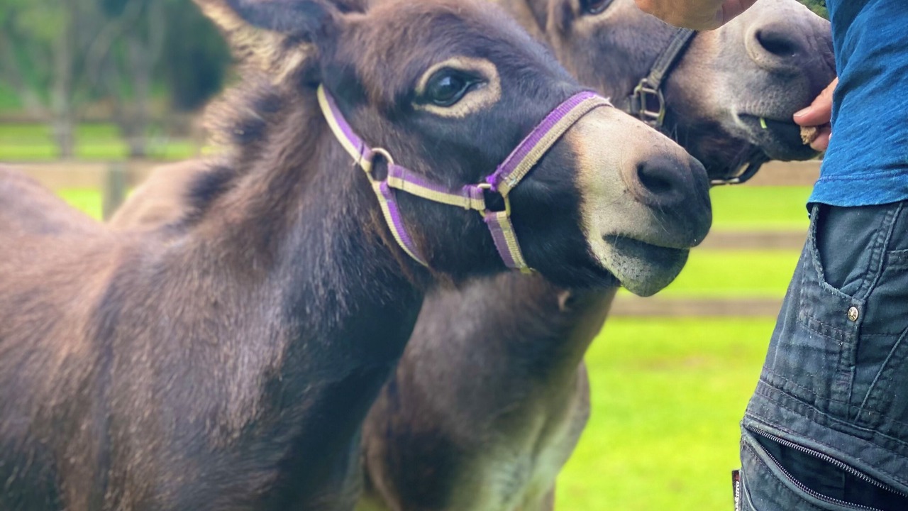 Photo of Others in Guanaba