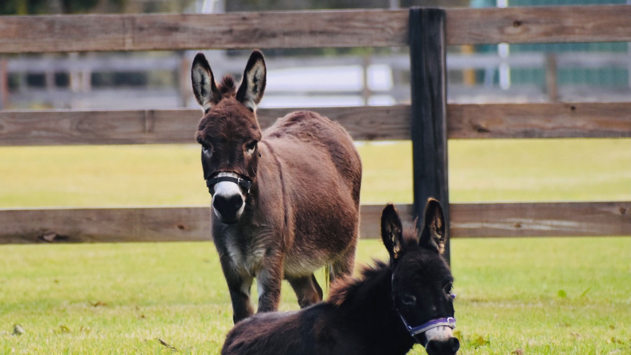 Photo of Others in Guanaba