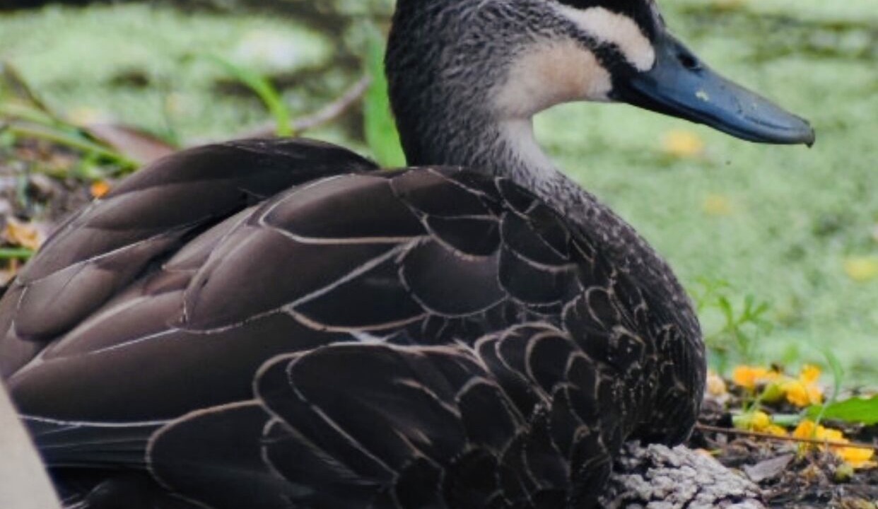 Photo of Others in Guanaba