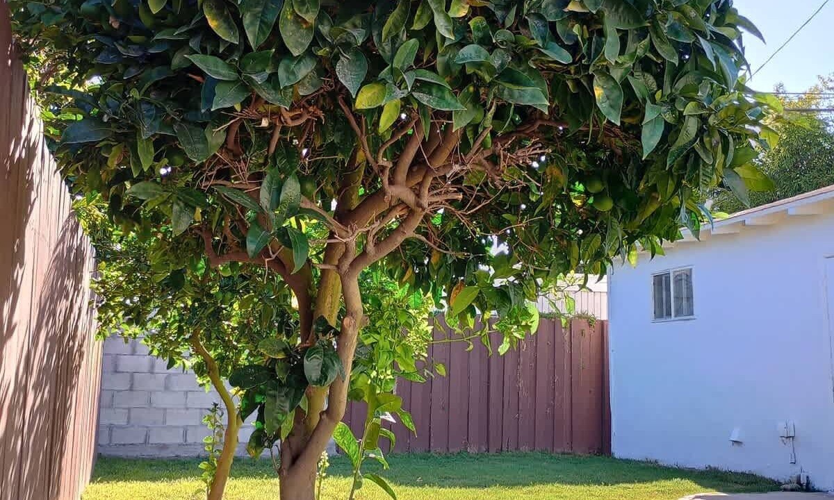 Photo of Others in Del Rey
