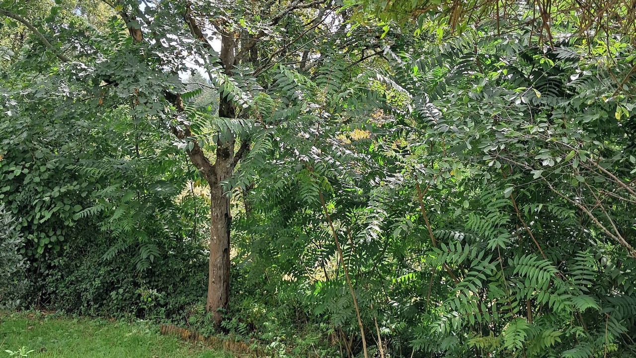 Photo of Outdoor in Lisle-sur-Tarn
