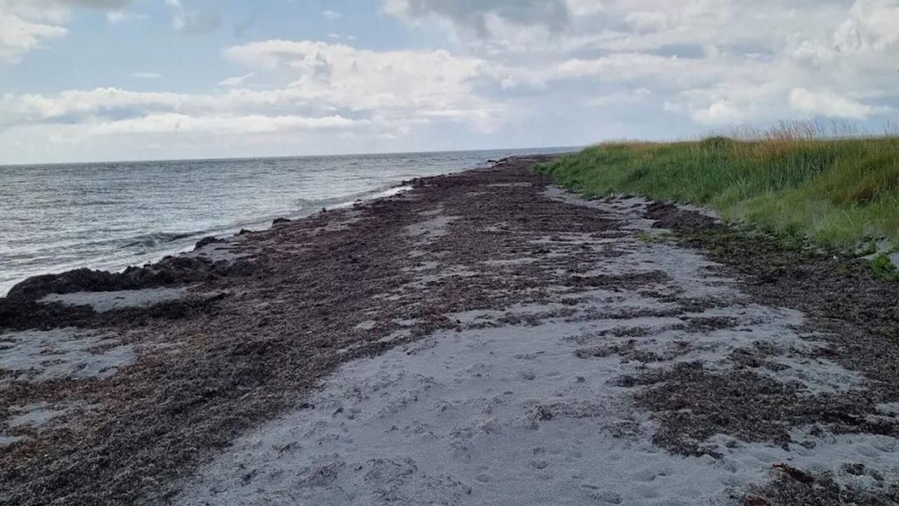 Photo of Others in Læsø