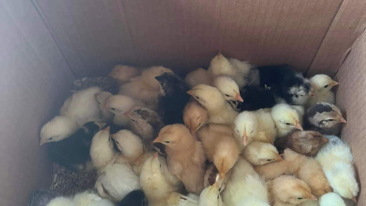 Photo of Others in Diggs