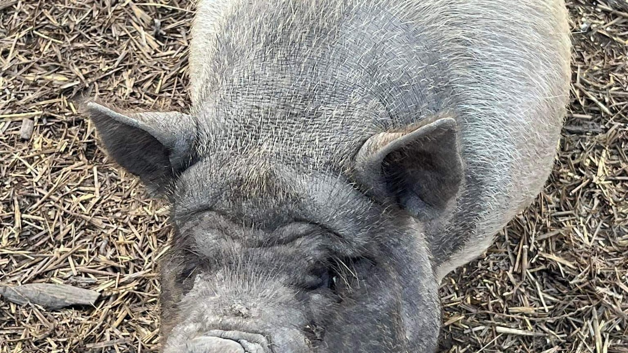 Photo of Others in Diggs