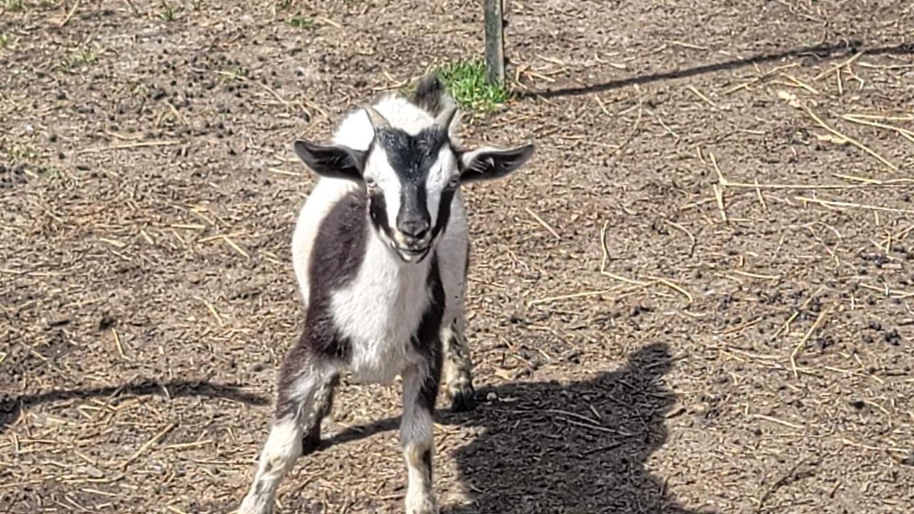 Photo of Others in Diggs