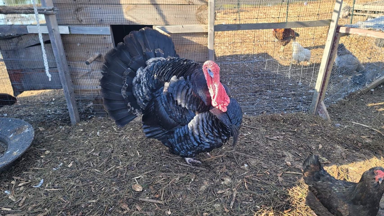 Photo of Others in Diggs