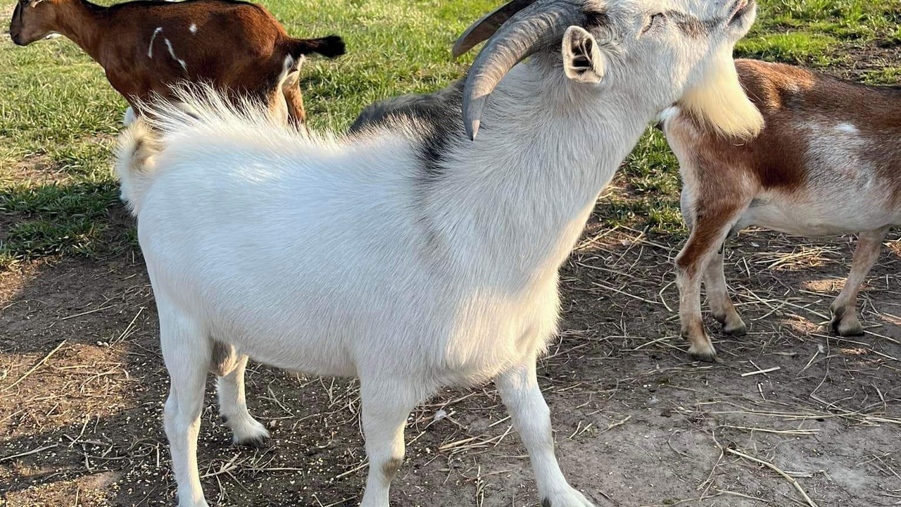 Photo of Others in Diggs