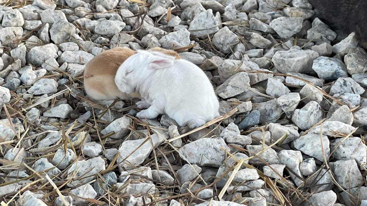 Photo of Others in Diggs