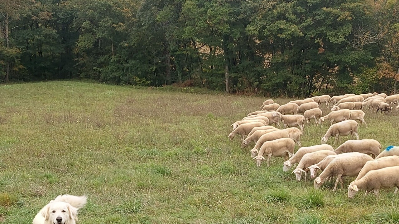 Photo of Others in Lavelanet