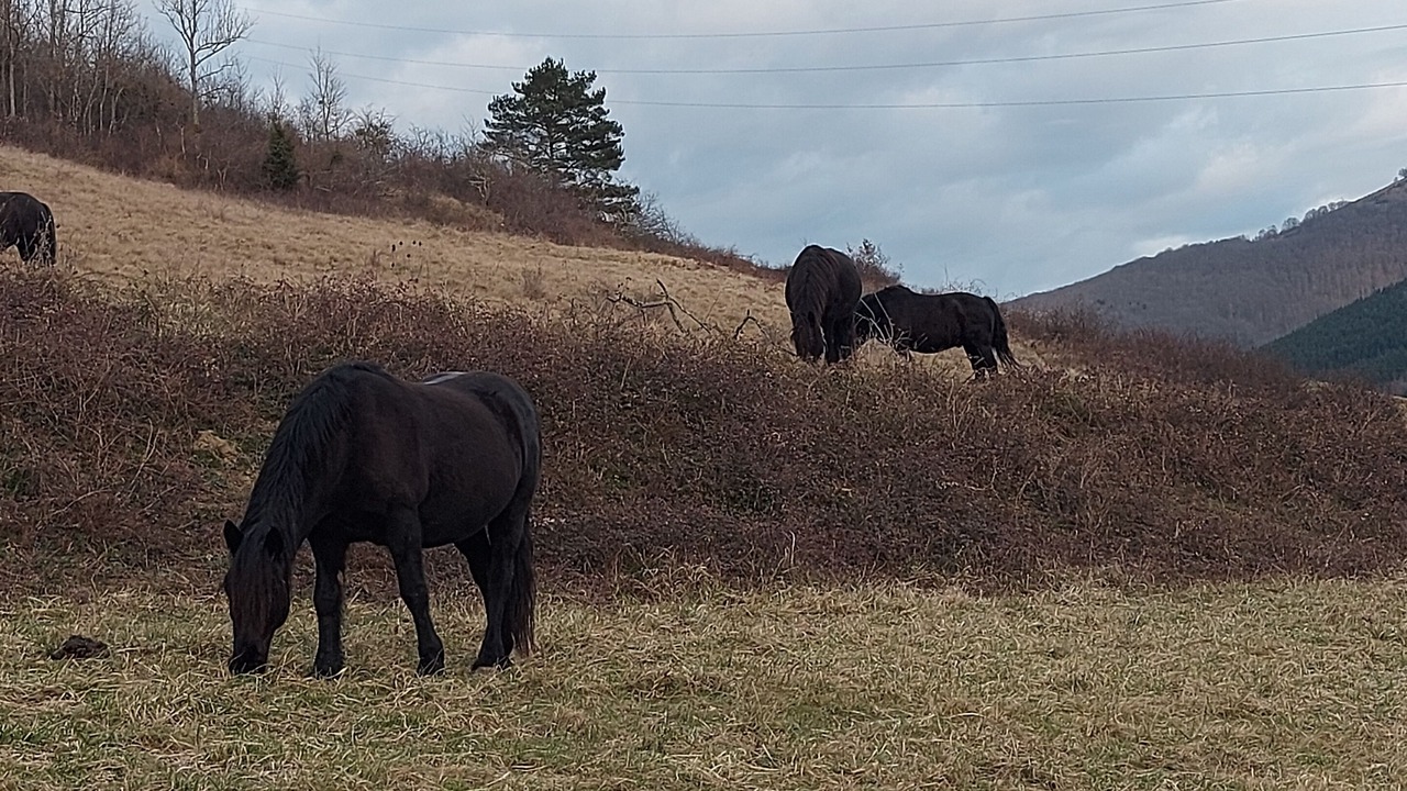 Photo of Others in Lavelanet