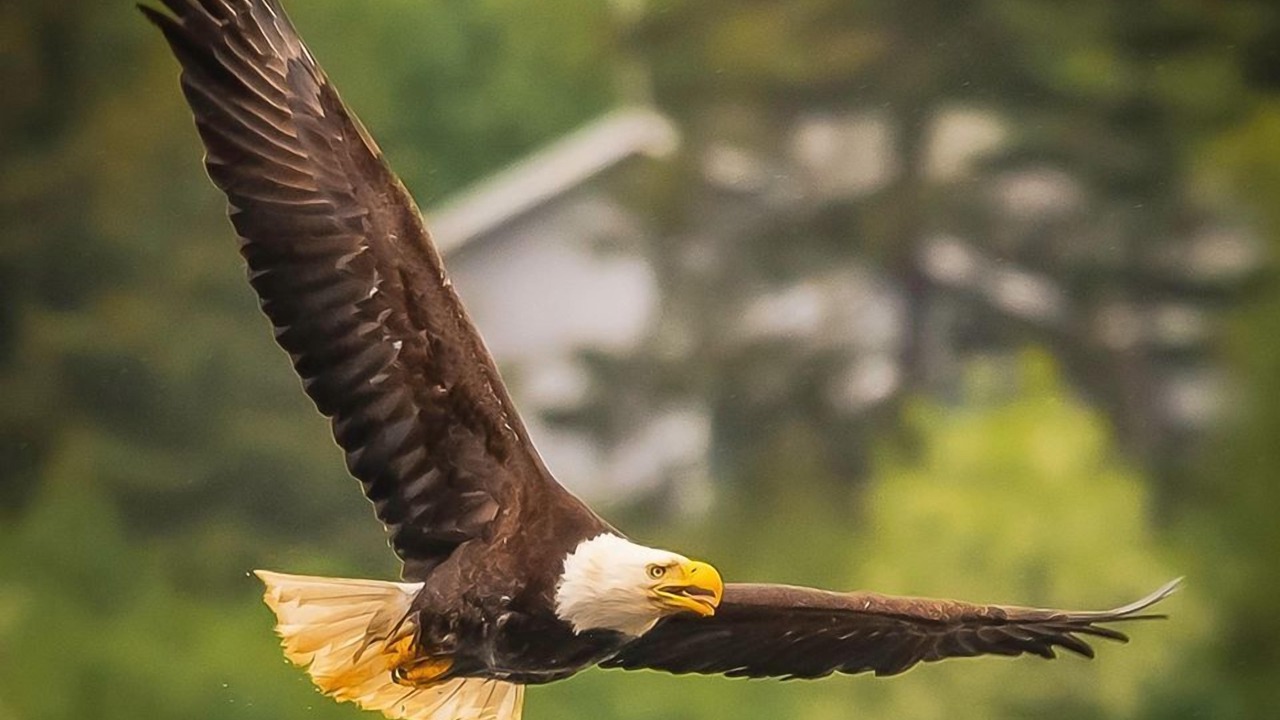 Photo of Outdoor in Homer