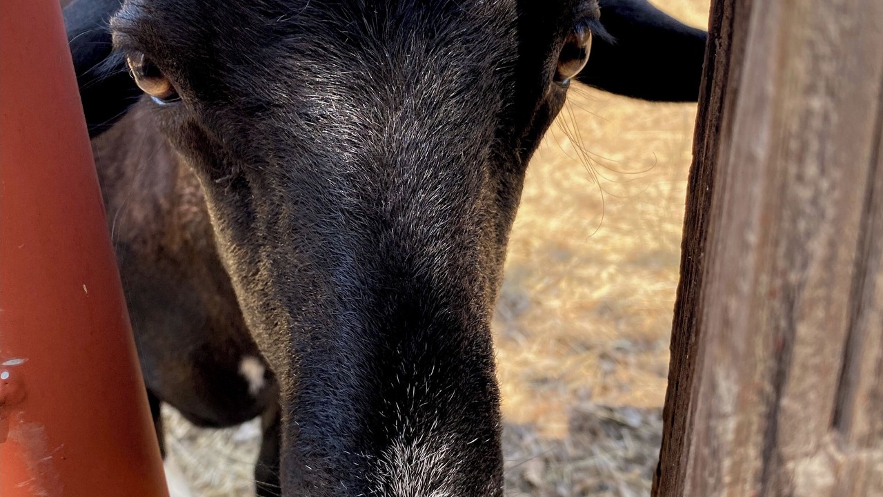 Photo of Others in Llano