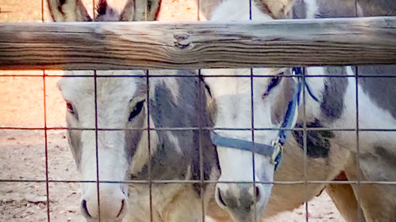 Photo of Others in Llano