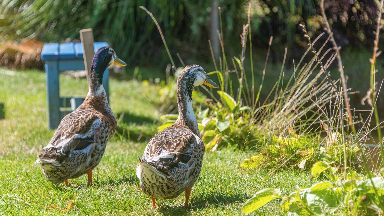 Photo of Outdoor in Lifton
