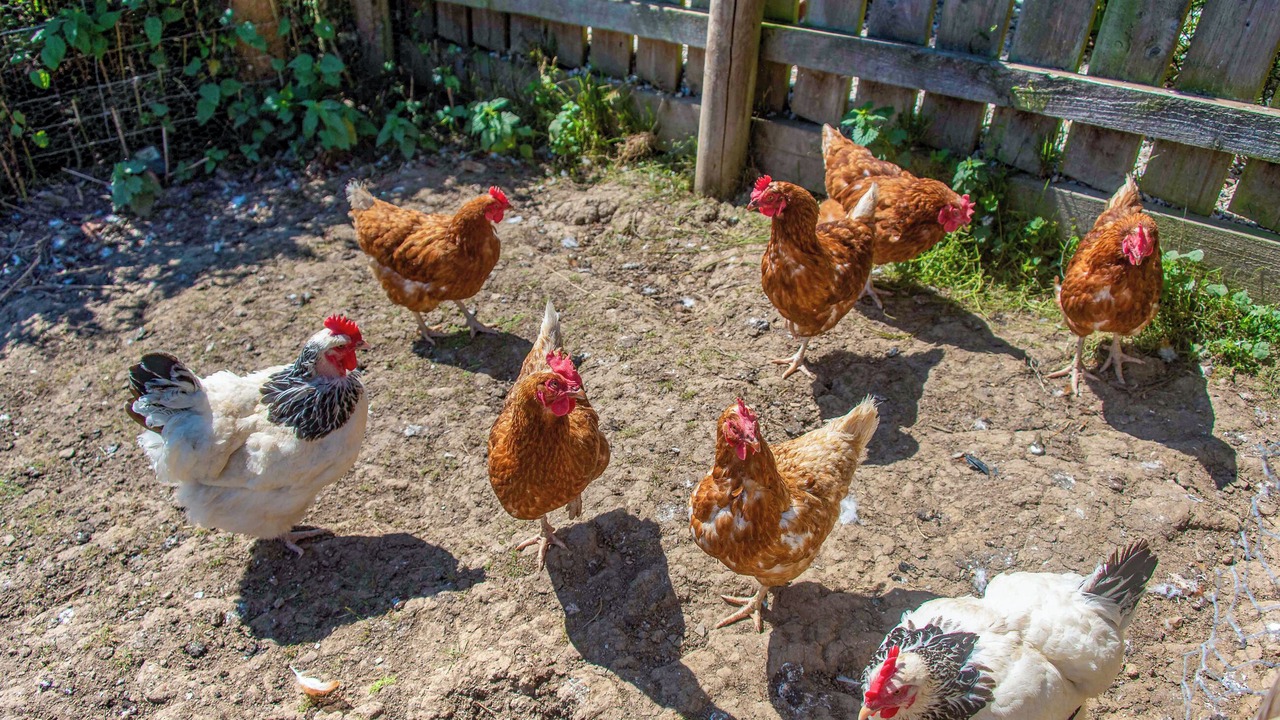 Photo of Outdoor in Lifton