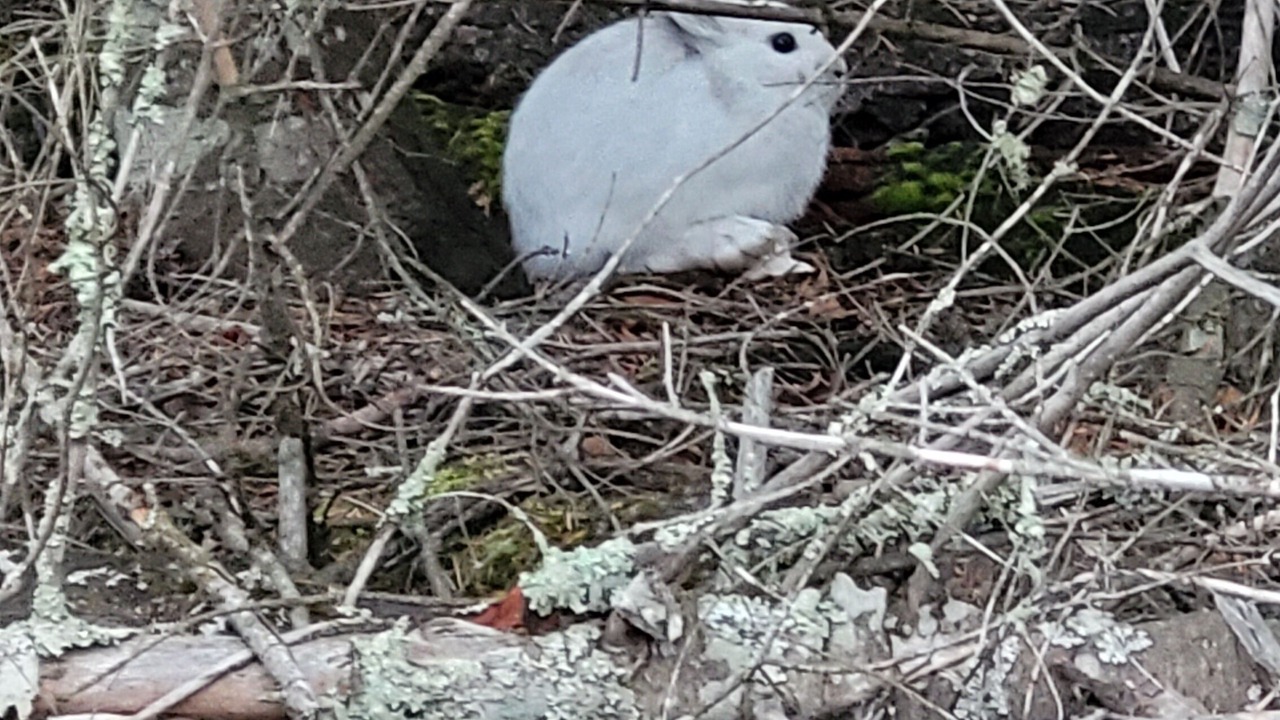 Photo of Others in Harvard