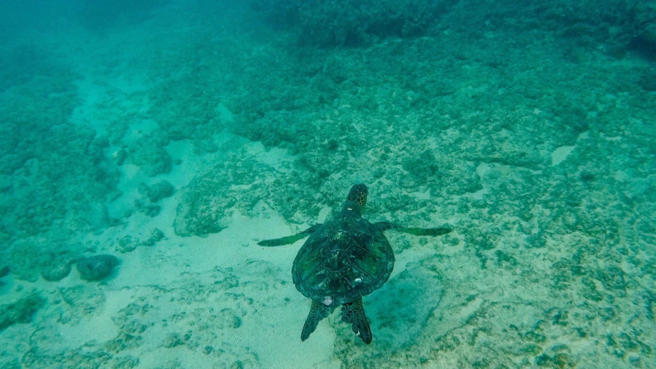 Photo of Others in Kahuku